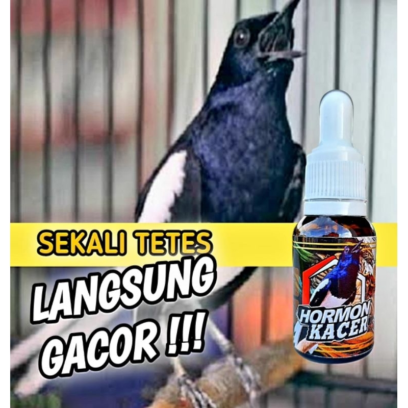 Hormon Kacer/Vitamin Kacer/Oil Kacer/Penggacor Kacer/Kacer Ngobra/Ngobra/Ngeplay/Herbal/Cod/Bayar Di