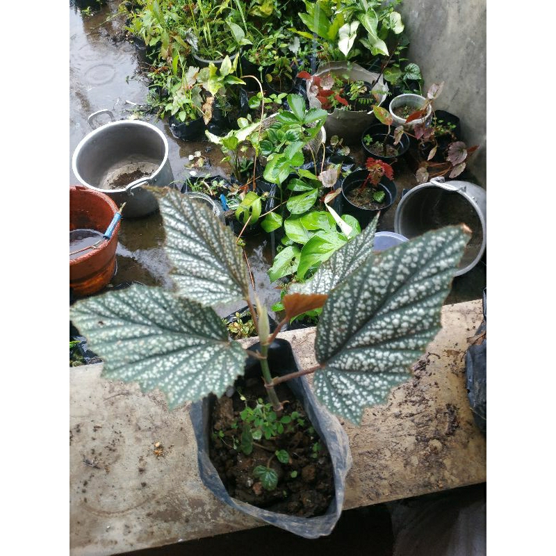 begonia polkadot putih/salju