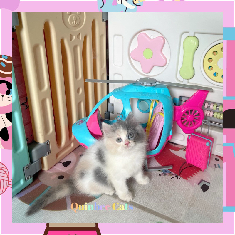 Kucing Persia Flatnose betina Dilute Calico