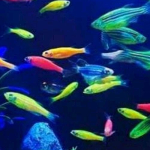 HIASAN AQUARIUM DANIO WARNA WARNI