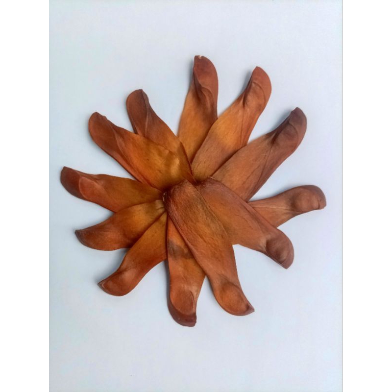 Biji Benih Bibit Pohon Mahoni