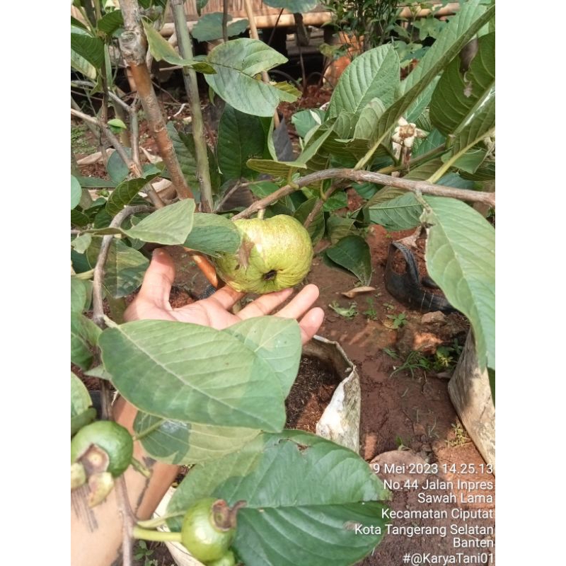 Pohon Jambu Kristal Berbuah/Bibit Pohon Jambu Kristal Sudah Berbuah