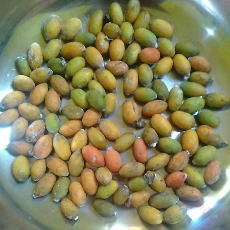 

SAYUR KULIT MELINJO / MLINJO / TANGKIL / BLINJO / BELINJO SEGAR