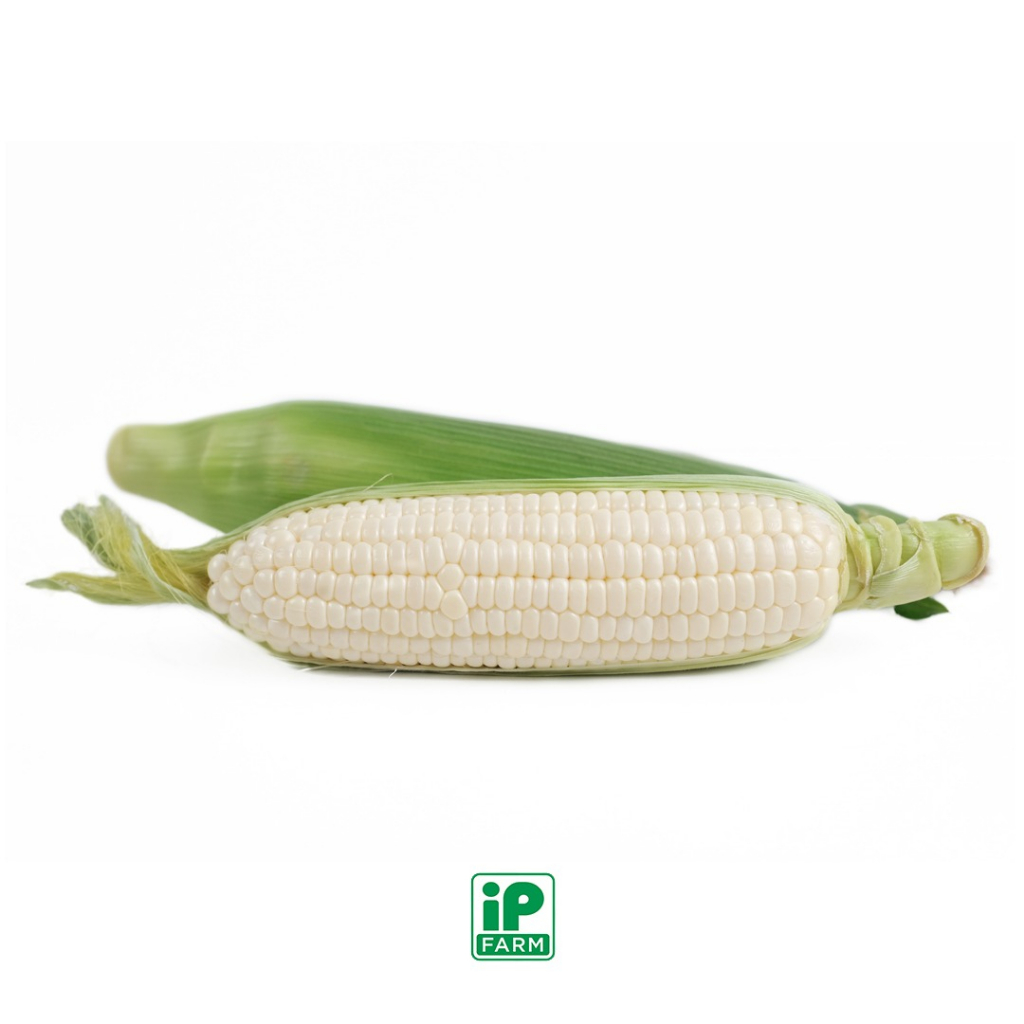 

Hokkaido Tomorokoshi Sweet Pearl / Jagung Hokkaido Bulir Putih