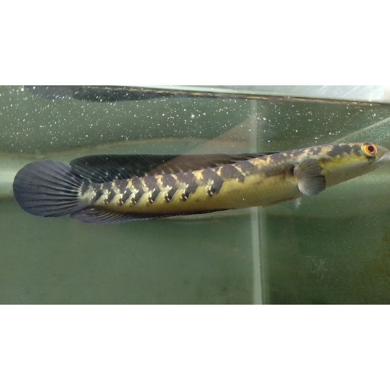 yellow maru beginner siap kontes