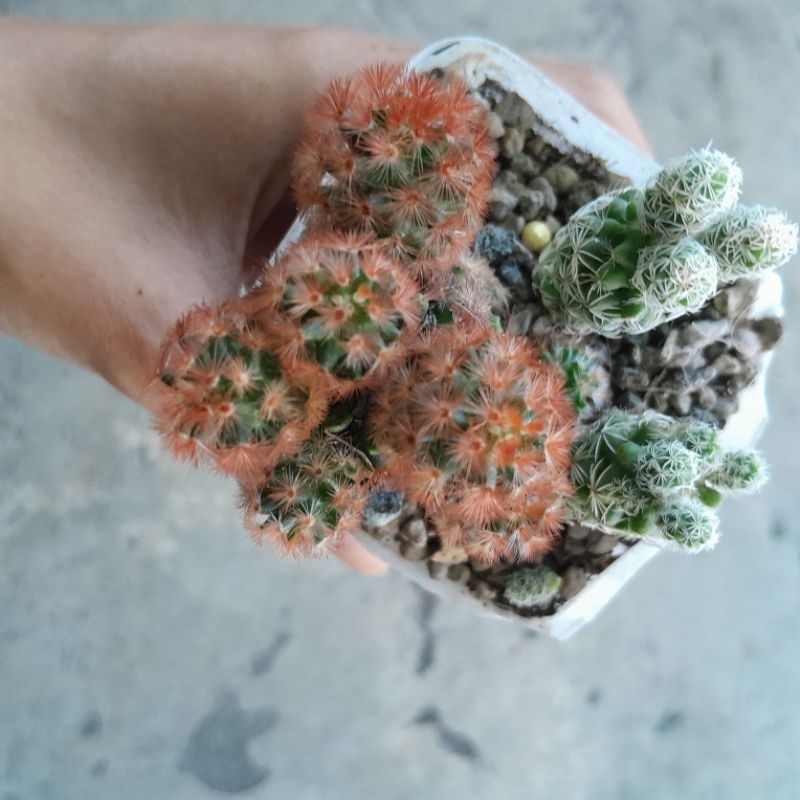 Mammillaria Carmenae Merah