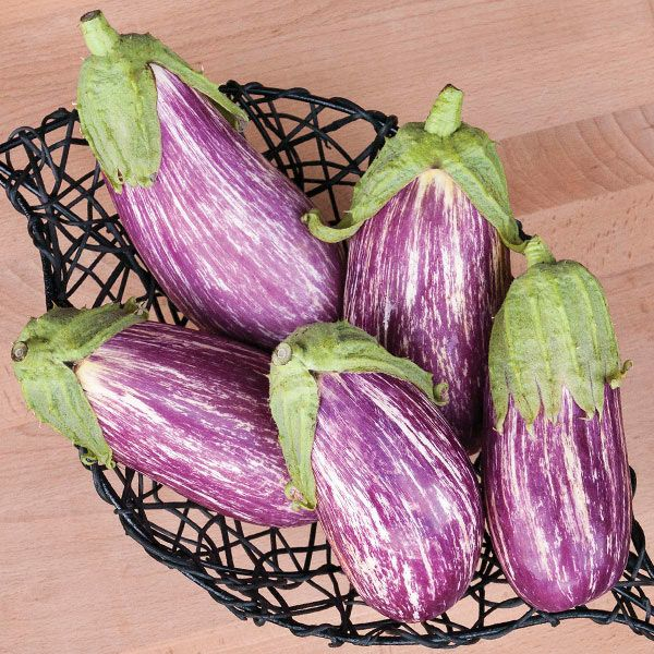 Benih Bibit Biji - Aubergine Listada De Gandia Terong Ungu Bergaris Putih Seeds - IMPORT