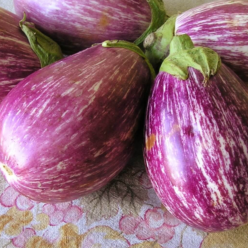 Benih Bibit Biji - Aubergine Listada De Gandia Terong Ungu Bergaris Putih Seeds - IMPORT