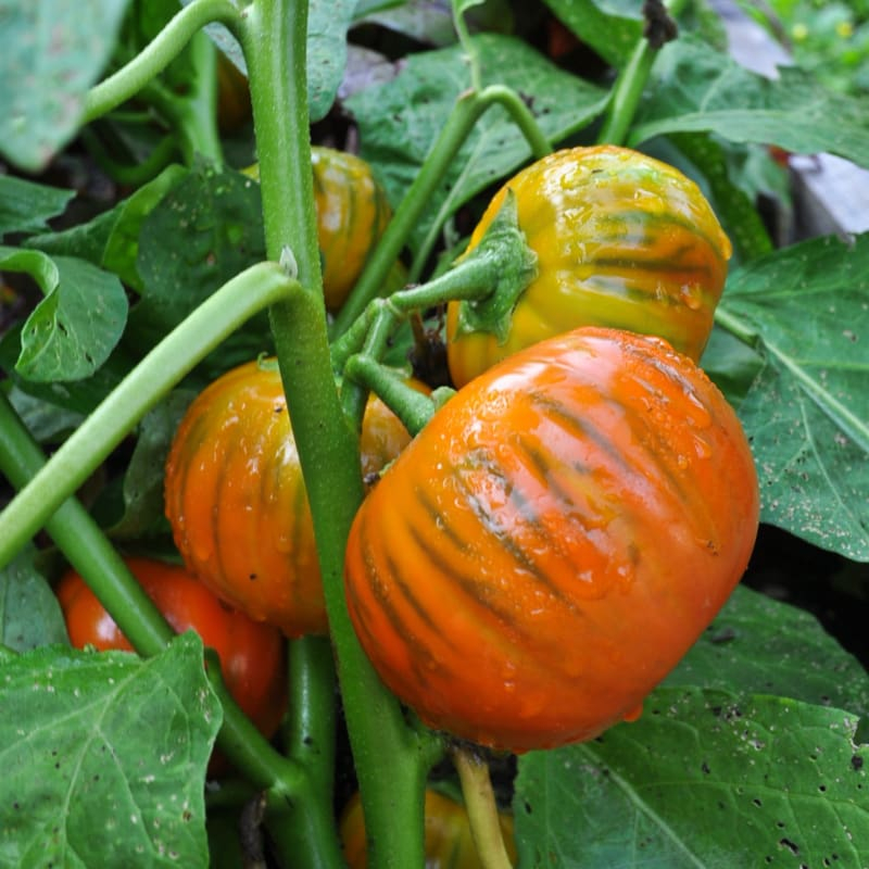 Benih Bibit Biji - Aubergine Turkish Orange Terong Turki Oranye Seeds - IMPORT