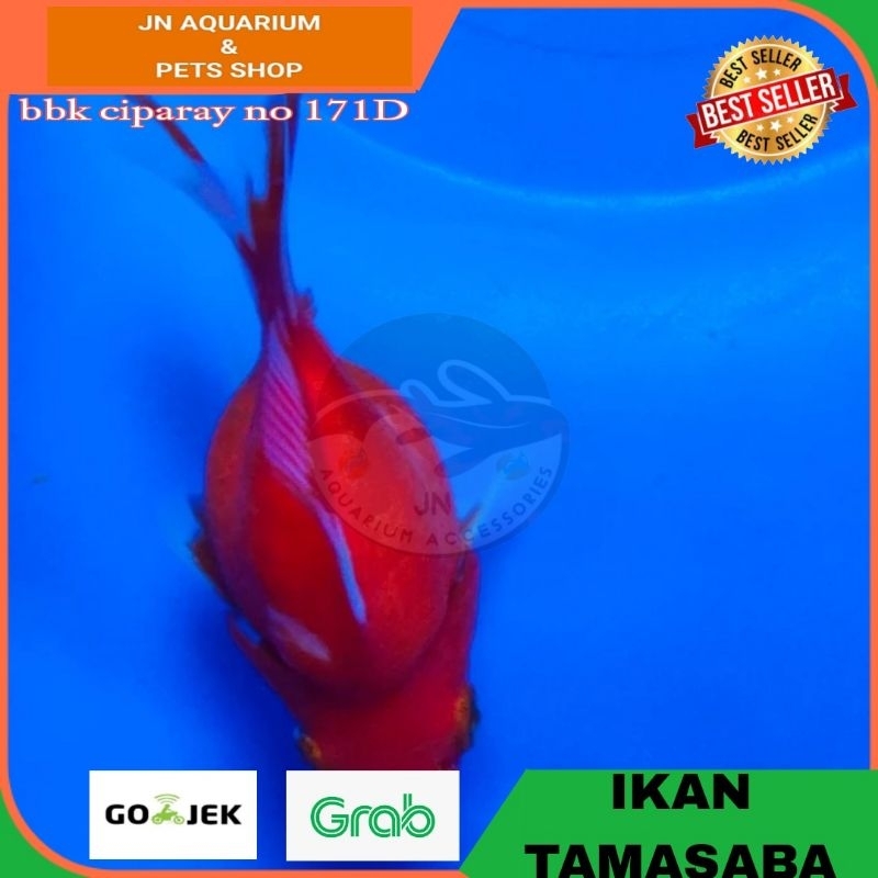 IKAN HIAS KOKI TAMASABA / KOI TAMASABA IKAN HIAS AQUARIUM KOLAM