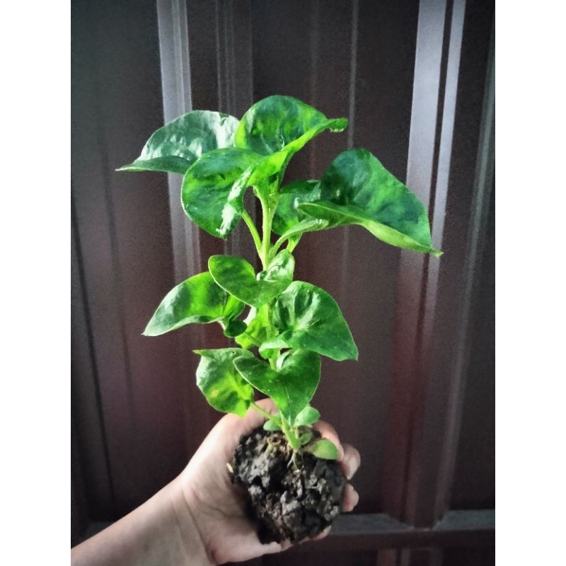 Bayam Kaya Manfaat Bibit Tanaman Sayuran Bayam Brazil Bayam Hijau Brazilian Spinach PG KDR