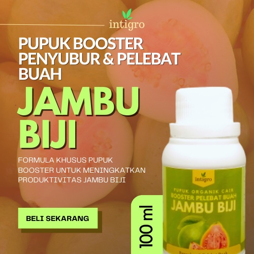 Booster Jambu Kristal Pupuk Jambu Kristal Agar Cepat Berbuah Boster Jambu Kristal Booster Jambu Kris