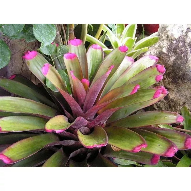 Tanaman bromelia lipstik ping ukuran besar
