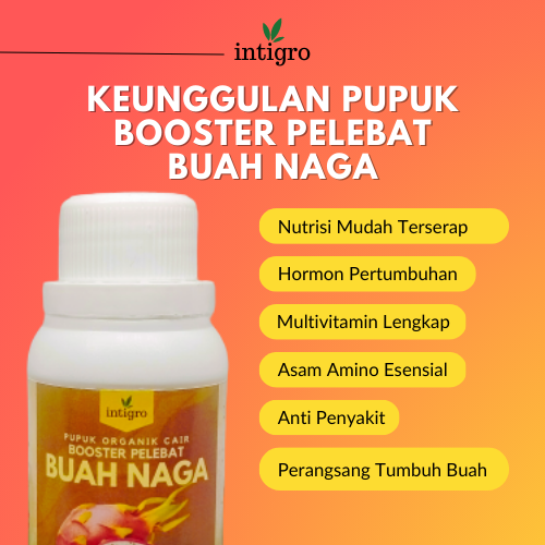 Pupuk Buah Naga Organi Cair Booster Buah Naga Pupuk Booster Buah Naga Pupuk Perangsang Buah Melebatk