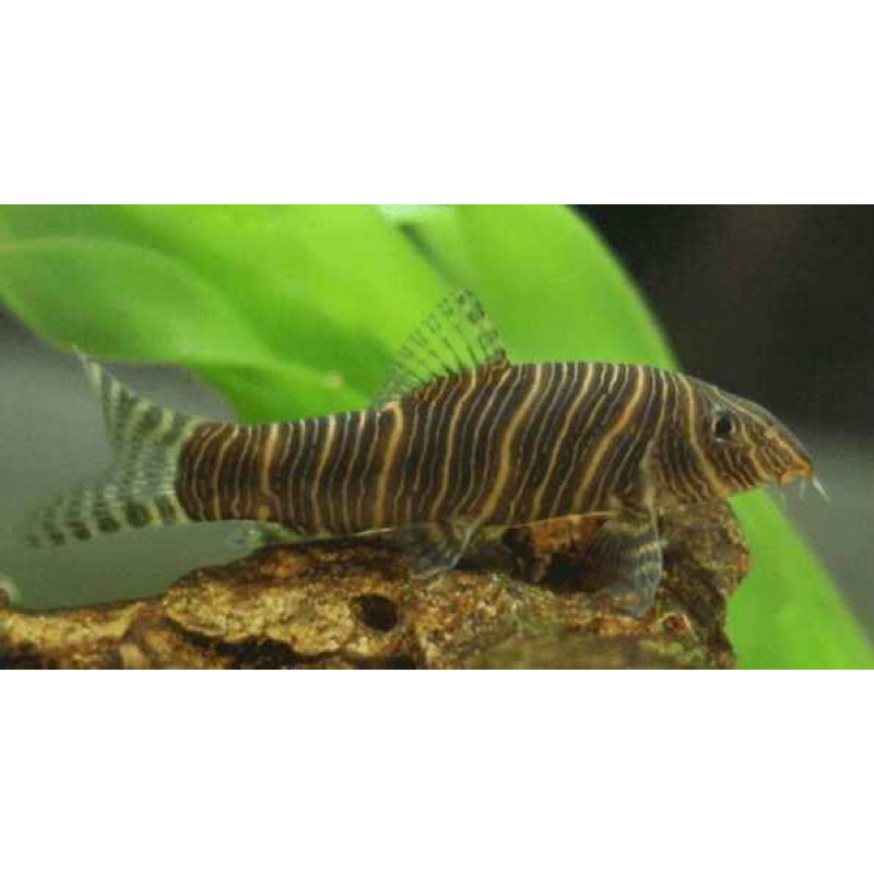 hiasan aquarium green botia / botia hijau / green tiger loach / Syncrossus hymenophysa / unik / tank