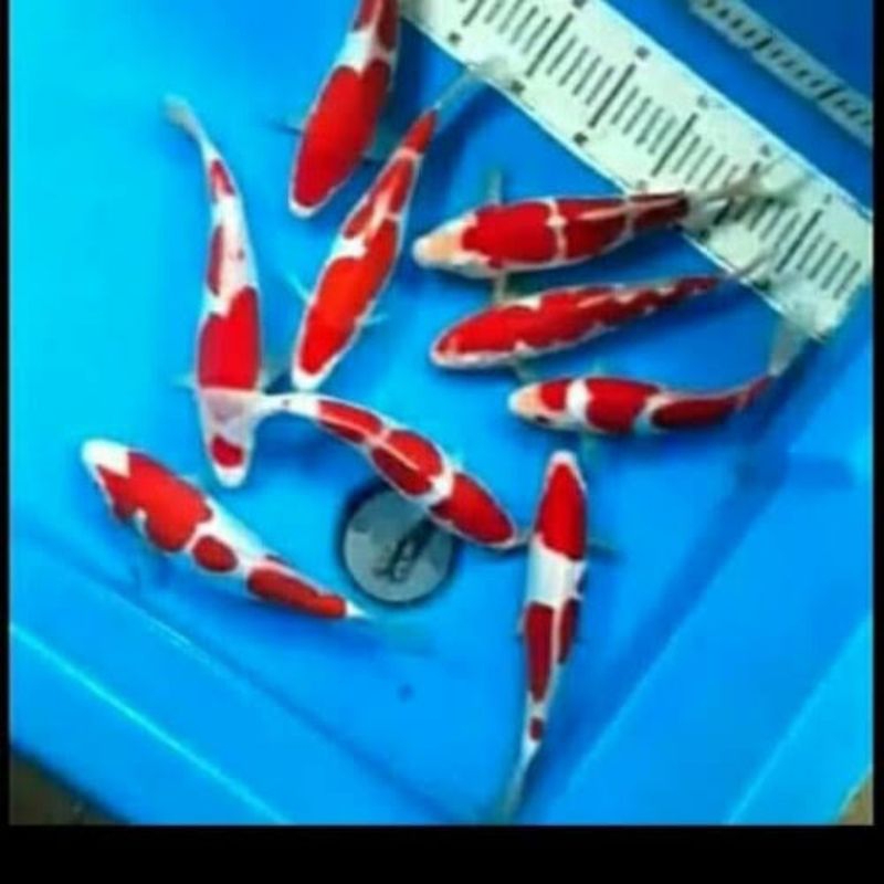koi kohaku doitsu size 20-23cm