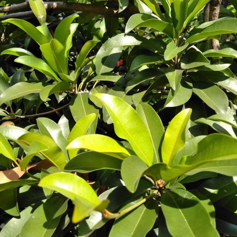 

Daun sawo segar 50 lembar murah