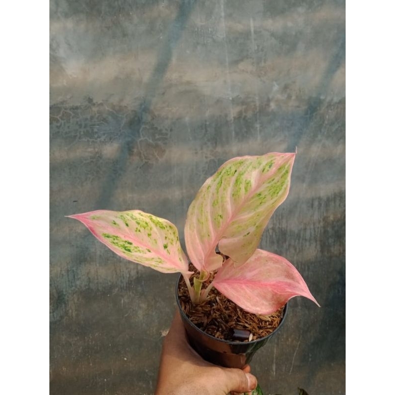 aglaonema bidadari merah