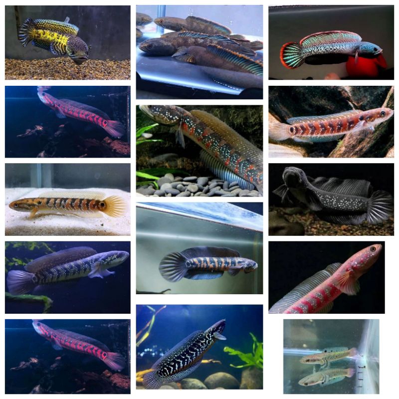 

IKAN CANA RANDOM NO ZONX 100%