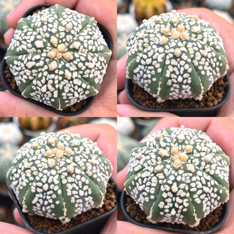 Kaktus Astrophytum Selected Super kabuto starshape