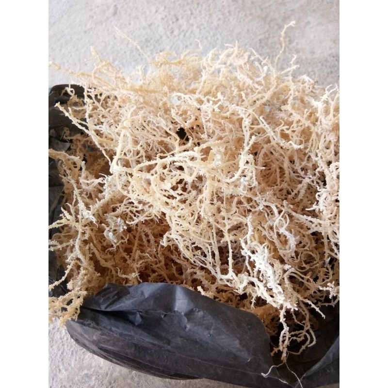 

Rumput Laut Spinosium (Kering)