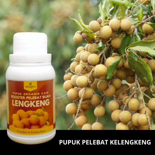 Lengkeng Booster 100 cc / Pupuk Booster Kelengkeng / Pupuk pelebat Buah Kelengkeng / Pupuk Kelengken