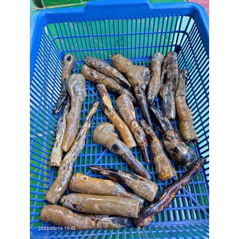 pipa once akar Bahar bonggol unik(antik)