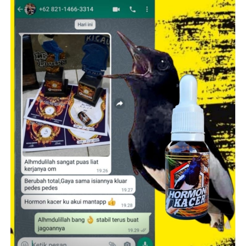 HORMON KACER/hormon kacer/suplemen burung kacer/vitamin burung kacer/jamu burung kacer/penggacor bur