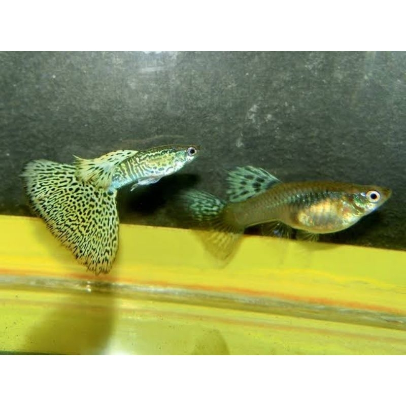 Guppy Yellow Cobra Hiasan Aquarium Tersedia Jantan dan Betina