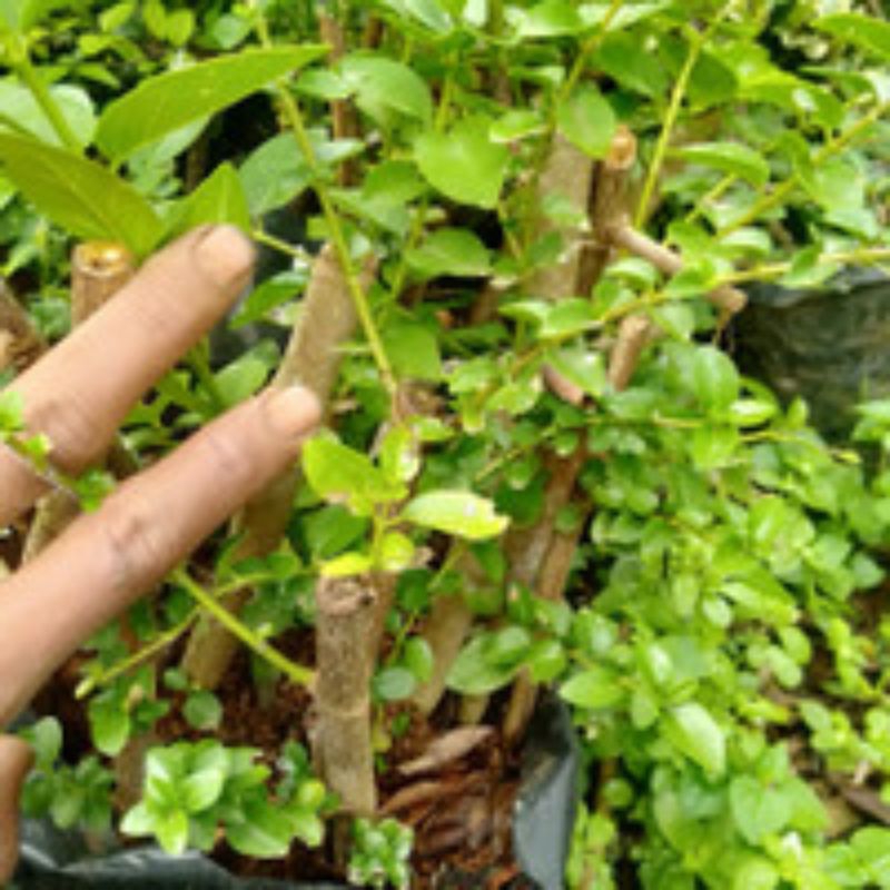 bonsai sancang ori bahan mame