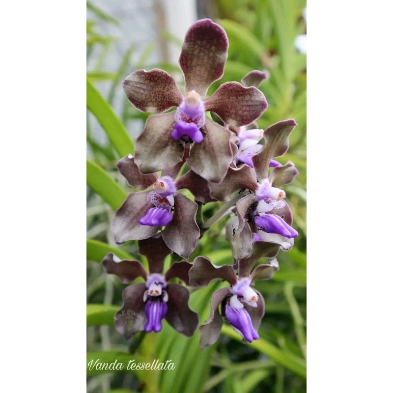 Anggrek Vanda Hybrid ( Tessellata )