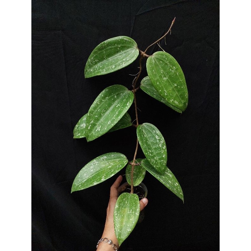 hoya macrophylla splash