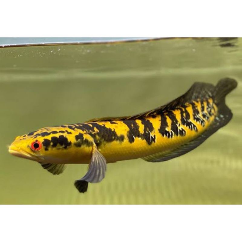 MARU YS SAISE 19-20 DAN17-18 BAR RAPIH RADY