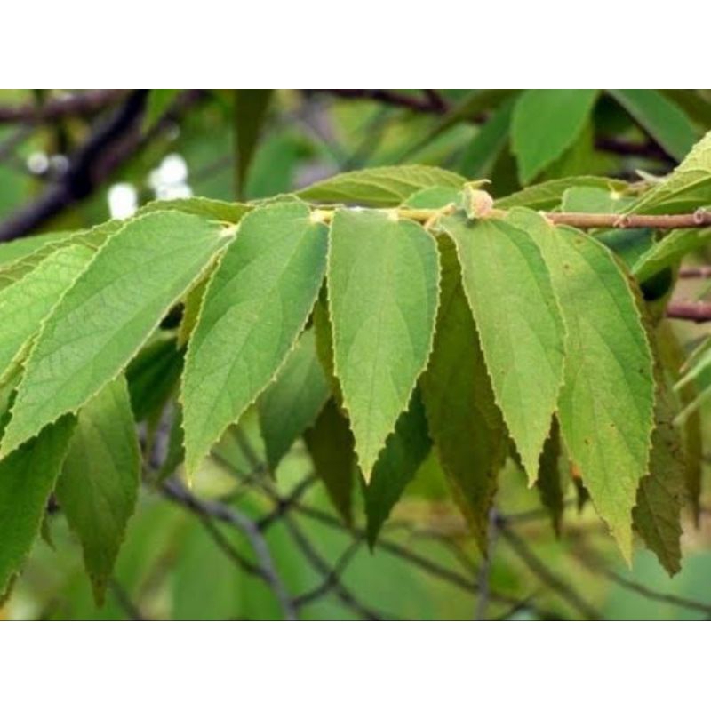 

Daun kerem fres berat 100g untuk obat herbal