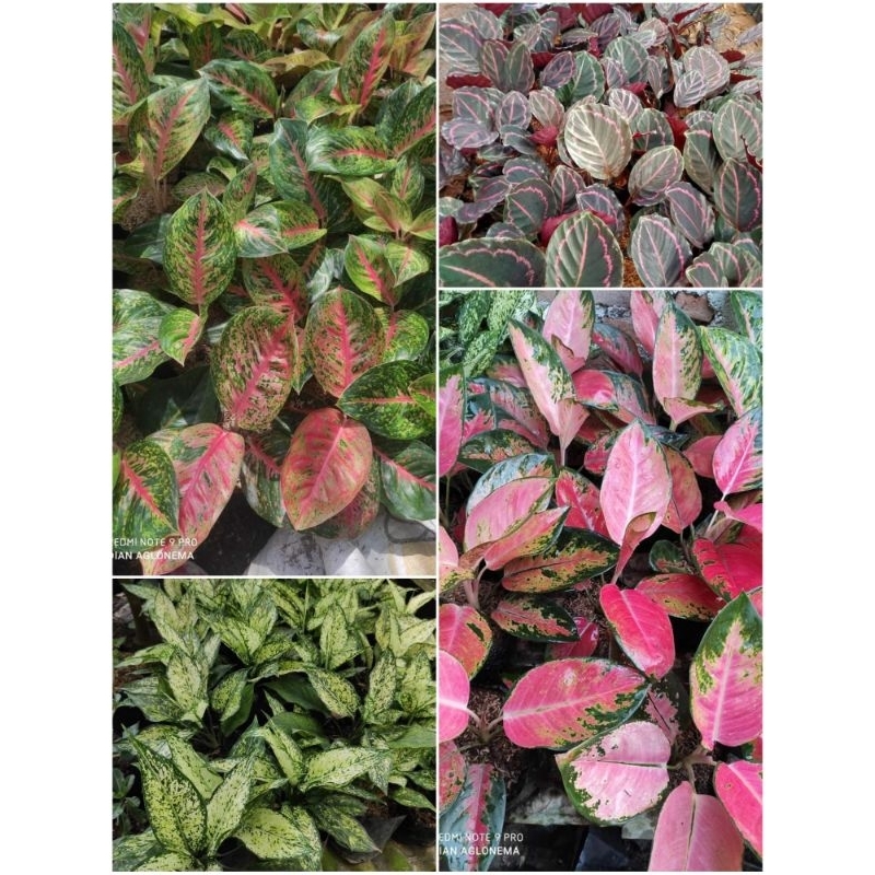 paket 4 jenis aglonema