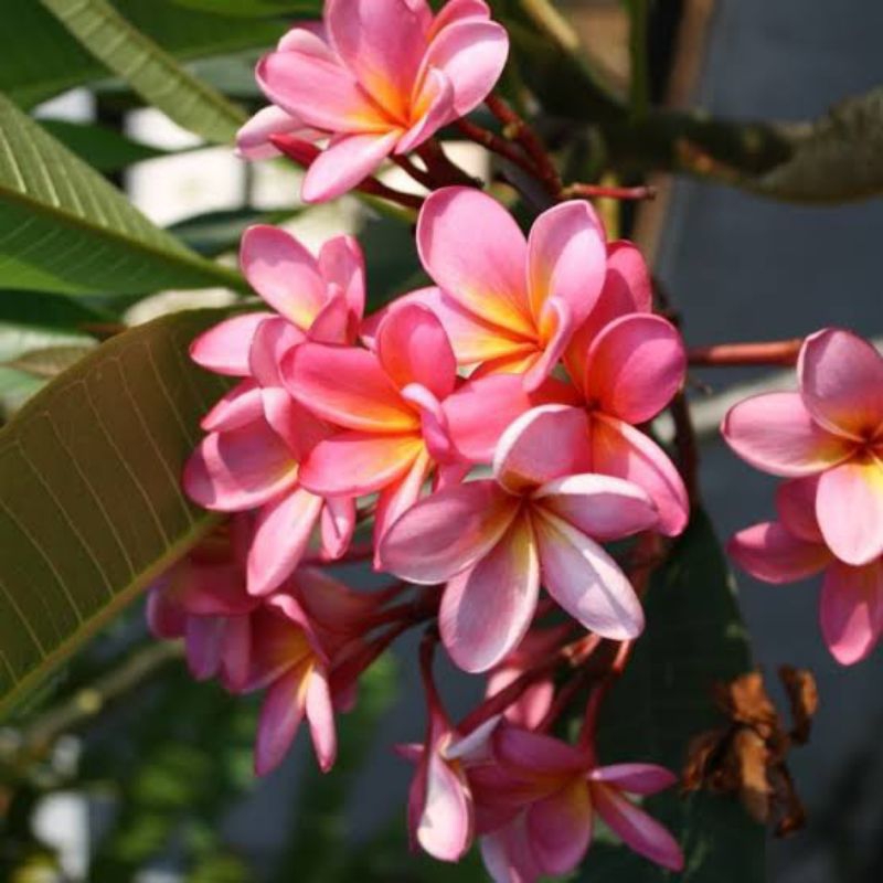 stek kamboja bunga soft pink