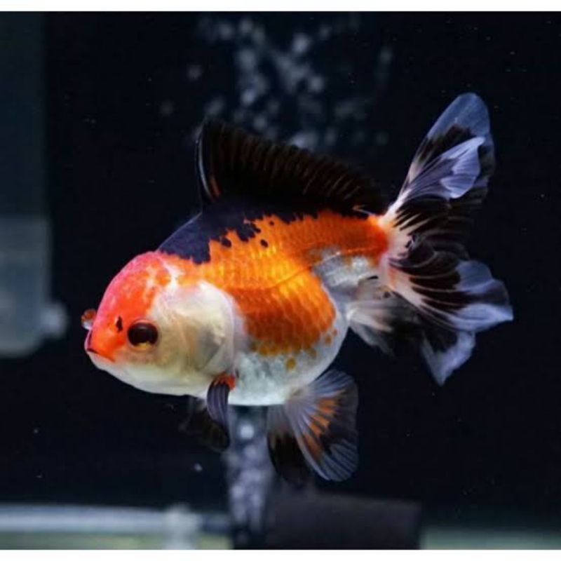 

Pensil three color oranda 6-9 cm goldfish mania