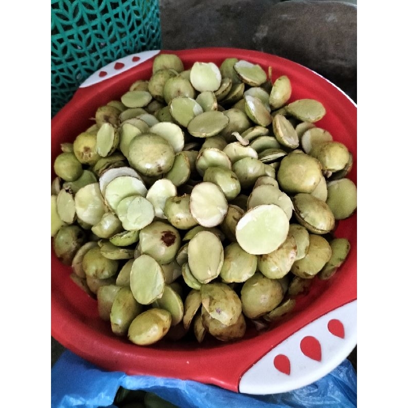 

jengkol tua