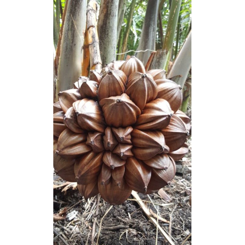 

buah nipah muda pertandan