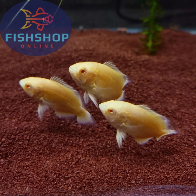 Oscar Yellow Lemon Size  5-6 Cm