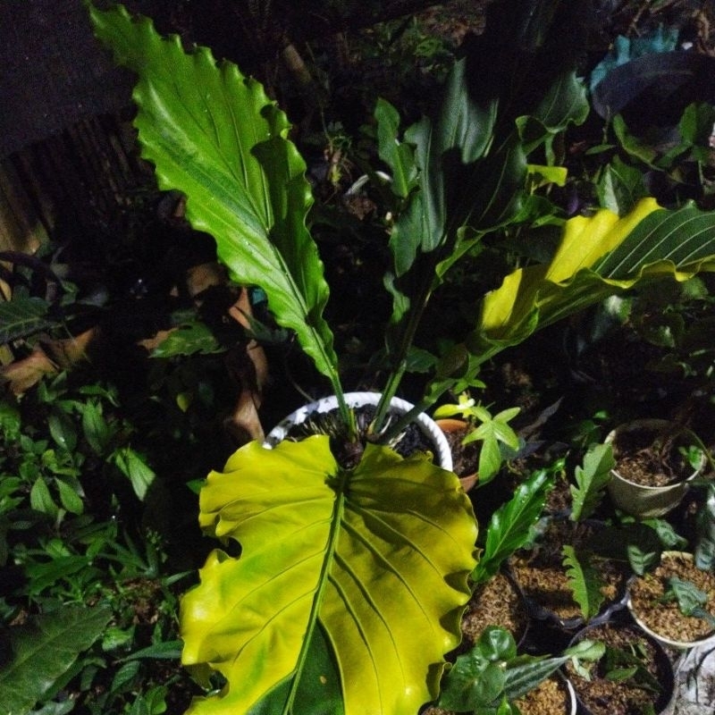 gelombang cinta varigata bibit