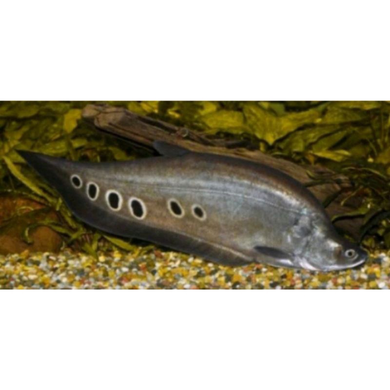 hiasan akuarium Belida