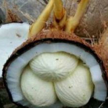 

kentos kelapa tunas tiga/dua premium