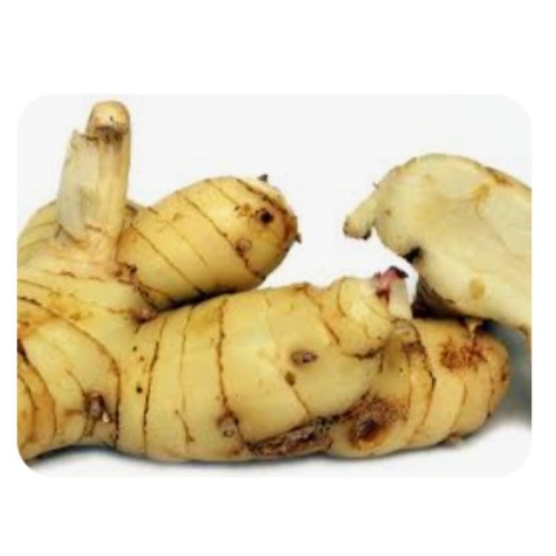 

promoo lengkuas/laoss 100% segar besih 500g