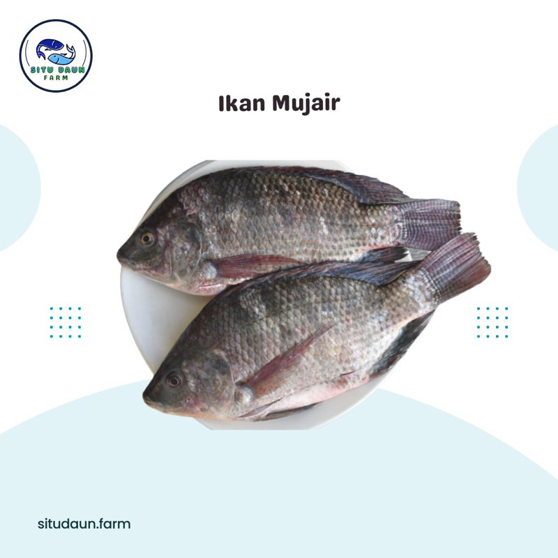 

Ikan Mujair Segar, Murah dan Berkualitas