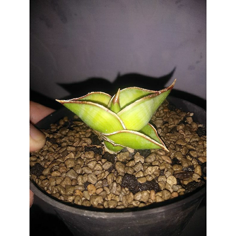 Sansevieria Rorida aurea