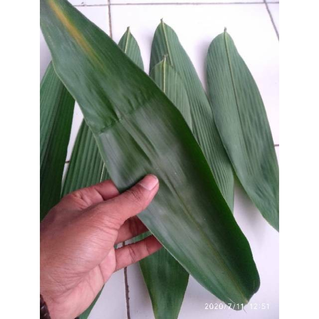 

DAUM BAMBU HARGA PER LEMBAR PER1 PCS