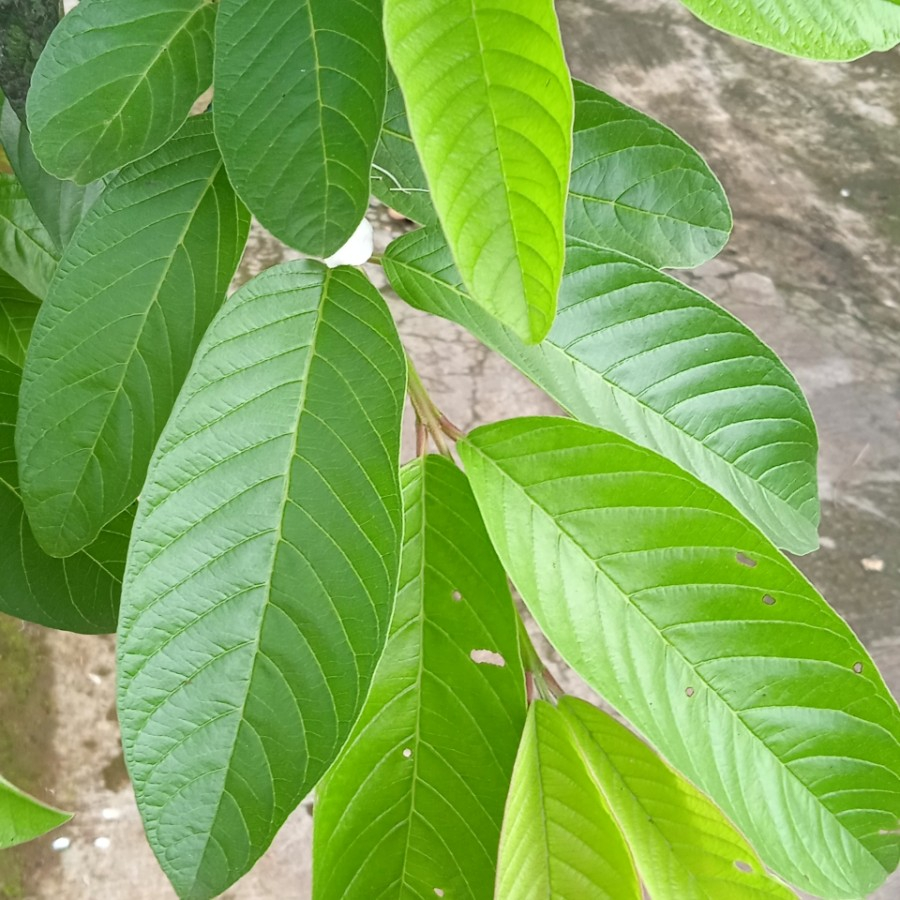 

daun jambu biji harga per lembar per1 pcs
