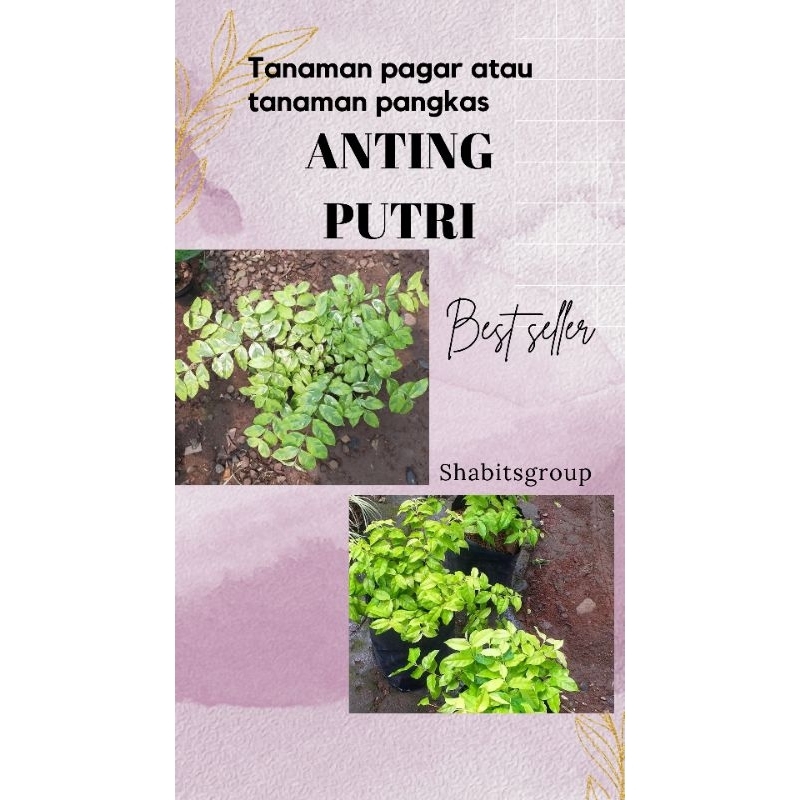 Tanaman hias anting putri bibit tanaman anting putri tanaman pangkas anting putri tanaman pagar anti