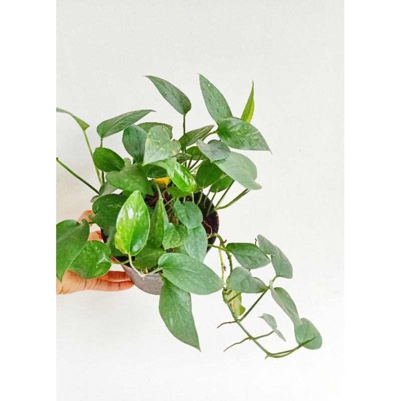 epipremnum cebu blue tanaman